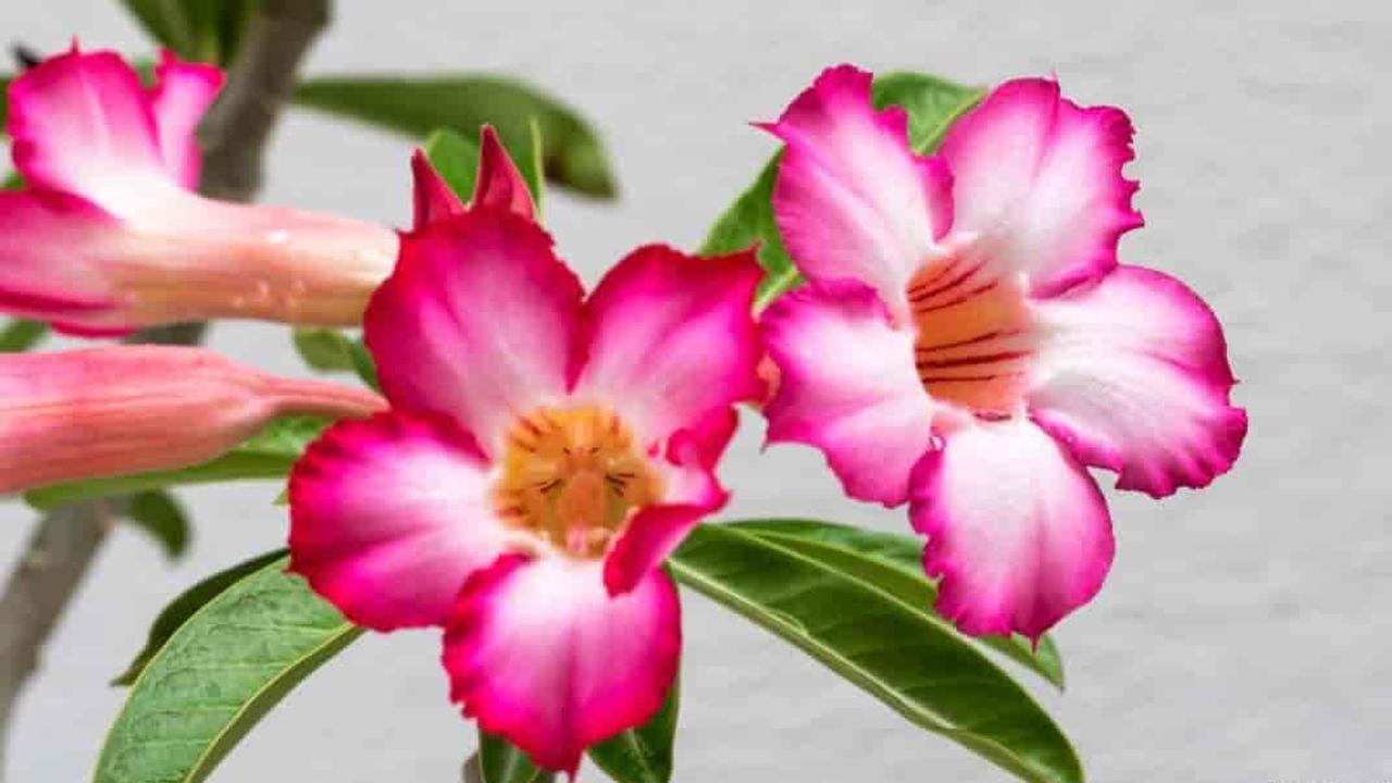 4. Adenium obesum.