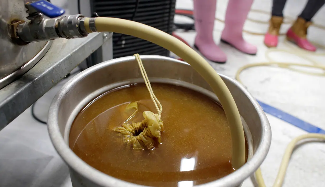 Proses pembuatan bir di Black Pond Brews, Danielson (4/3). Acara ini digelar memperingati untuk Hari Perempuan Internasional dan meningkatkan profil wanita dalam industri pembuatan bir yang didominasi laki-laki. (AP Photo / Steven Senne)