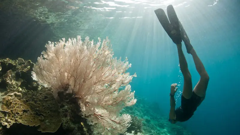 10 Tempat Diving Terbaik Asia, 4 Ada di Indonesia