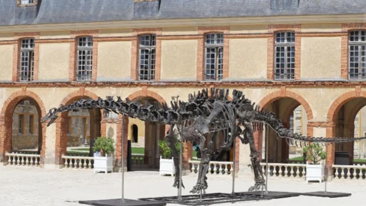 Kerangka Dinosaurus Terbesar Laku Dilelang Senilai Rp 102 Miliar, Panjangnya Dua Kali Bus