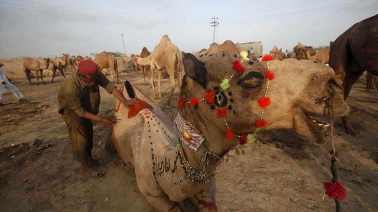 Trik unik pedagang di Pakistan ukir bulu hewan kurban biar laris