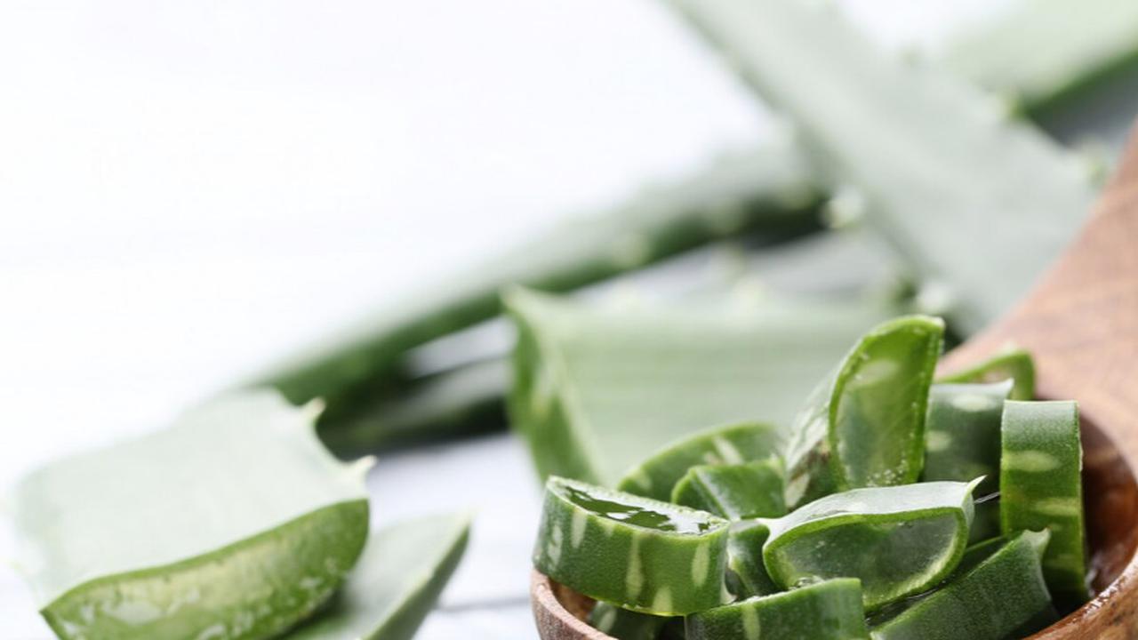 aloe vera