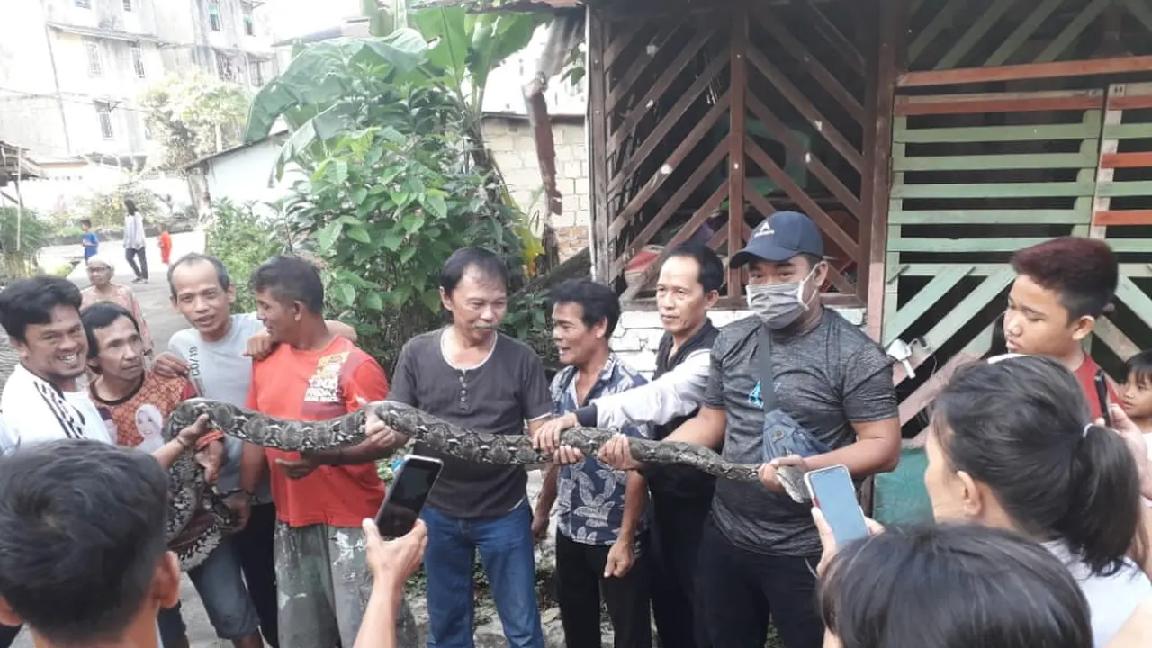 Ular Sanca Sepanjang 4 Meter dan Puluhan Telurnya Bersarang di Rumah Warga di Palembang