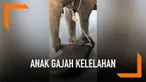 Sebuah video memperlihatkan seekor anak gajah yang dirantai pada induknya terjatuh. Diduga ia kelelahan karena menemani sang induk berjalan membawa wisatawan di Thailand.