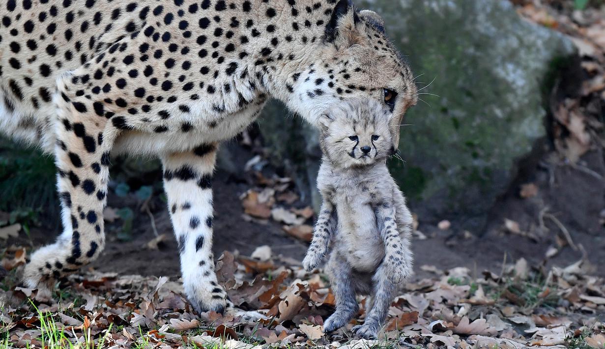 Ibu cheetah, Isantya bembawa salah satu dari tiga bayinya saat dalam kandang di kebun binatang di Muenster, Jerman, Jumat (9/11). Sekitar 50 hewan yang terancam punah lahir di kebun binatang ini sejak tahun 70-an. (AP Photo/Martin Meissner)