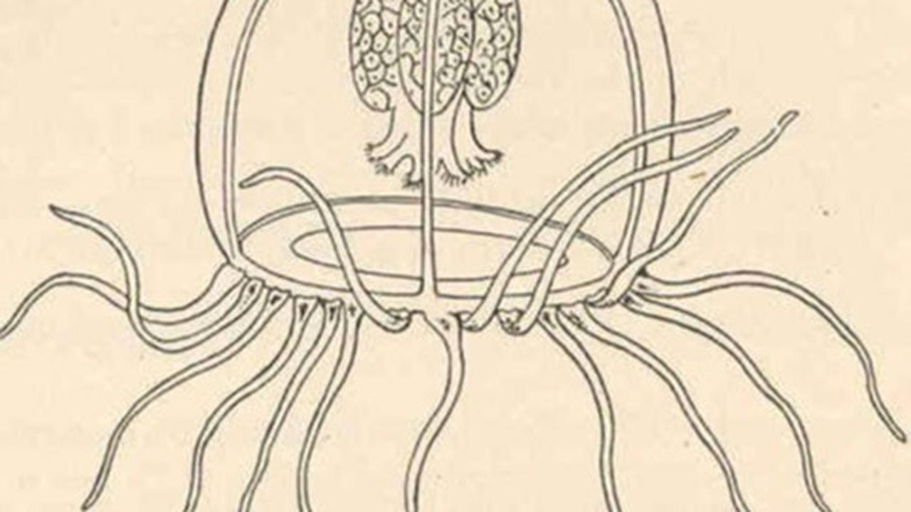 Turritopsis Dohrnii