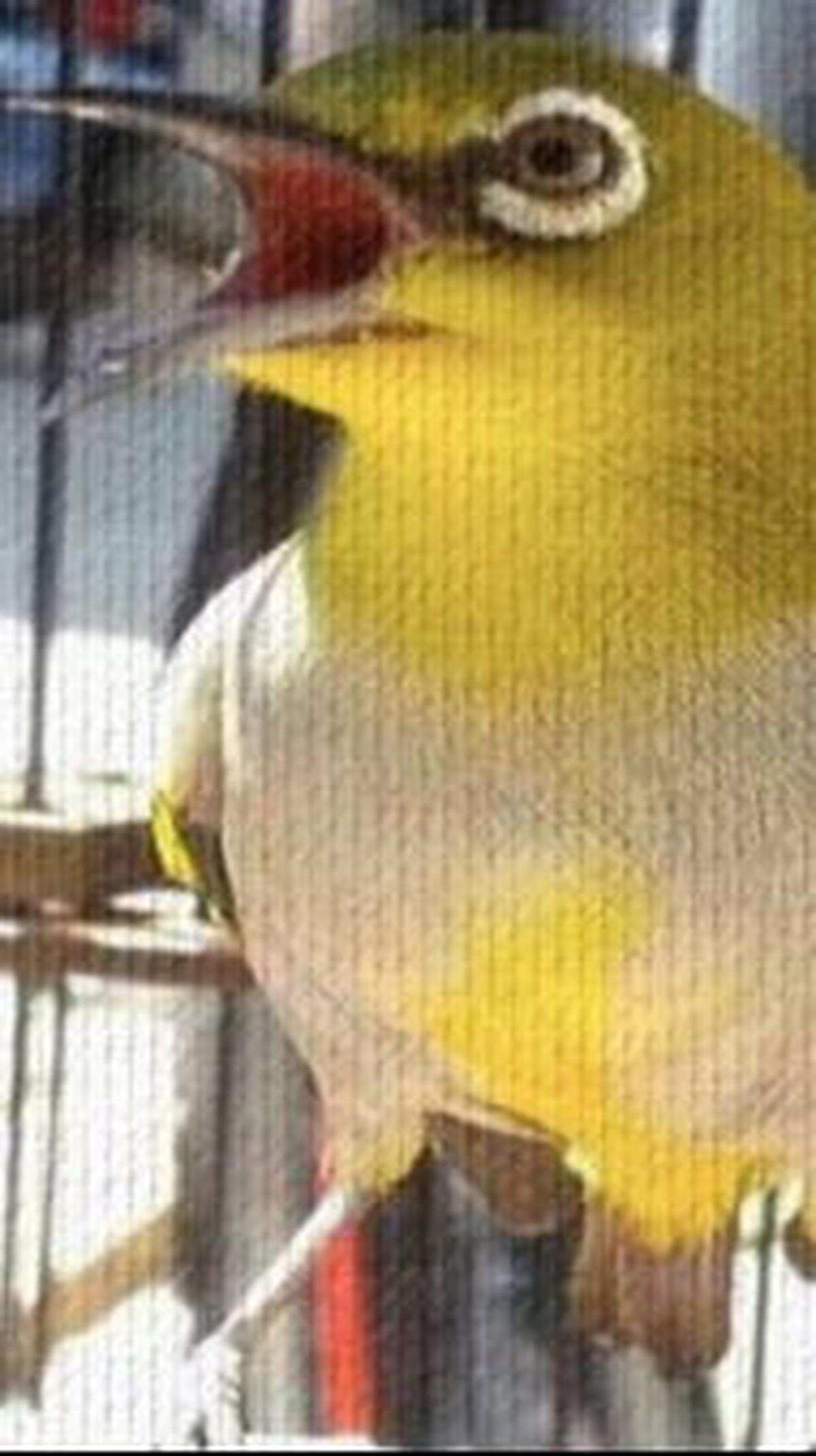 8. Pleci Buxtoni<br>