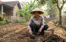Cara Menanam Kacang Bogor di Kebun Rumah, Ini 6 Langkah Mudah untuk Pemula