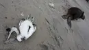Seekor burung laut mati tergeletak di samping bangkai singa laut di pantai Punta Bermeja, di pesisir Atlantik provinsi Patagonian Río Negro, dekat Viedma, Argentina, Senin, 28 Agustus 2023.  (AP Photo/Juan Macri)