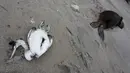 Seekor burung laut mati tergeletak di samping bangkai singa laut di pantai Punta Bermeja, di pesisir Atlantik provinsi Patagonian Río Negro, dekat Viedma, Argentina, Senin, 28 Agustus 2023. (AP Photo/Juan Macri)
