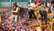 Viral warga dusun Krajan, Batur, Banjarnegara, Jawa Tengah daging kurbannya mencapai 25 ton (Sumber: TikTok/dombabaturofficial)