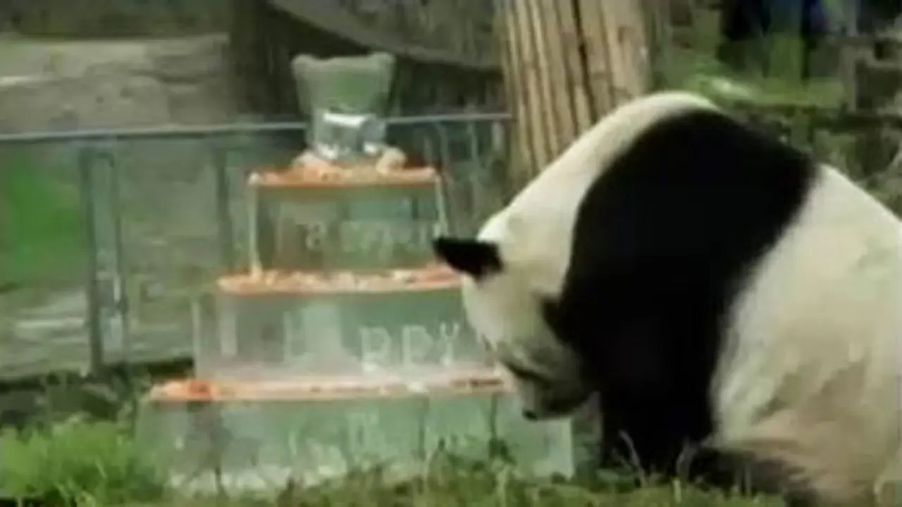 Segmen 3: Gayus Dipindah ke Gunung Sindur hingga HUT Panda ke-30