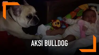 Begini aksi seekor anjing jenis bulldog ketika mencoba menidurkan seorang bayi di keranjang.