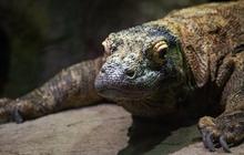 Jangan Takut dengan Biawak, Ini Titik Kelemahannya Bisa Ditangani Dengan Mudah
