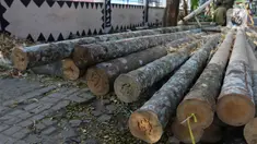 Tumpukan bahan baku batang pohon pinang di kawasan Manggarai, Jakarta, Rabu (9/8/2023). (Liputan6.com/Herman Zakharia)