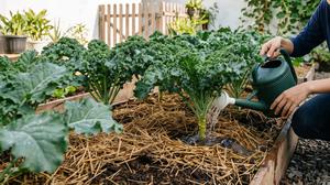 8 Cara Menanam Sayur Kale di Dataran Rendah, Tips Agar Daun Tidak Pahit dan Alot