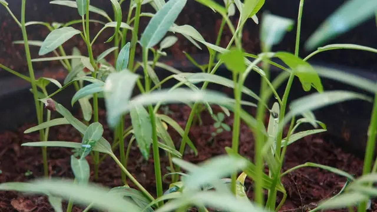 5 Tanaman Penghasil Uang di Lahan Sempit, Cara Terbaik Dapat Cuan dari Rumah