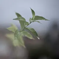 L'Occitane kembali menyuguhkan aroma wewangian dari ekstrak daun teh hijau yang dapat menyegarkan tubuh sepanjang hari./ Photo by Joaquim Salat on Unsplash