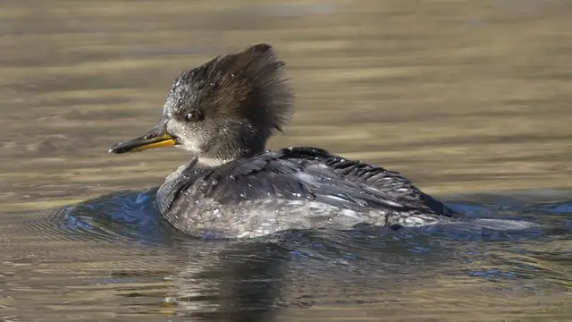 Ilustrasi bebek hooded merganser | Wikimedia Commons