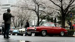 Pengunjung melihat mobil-mobil klasik di bawah Pohon Sakura termasuk Alfa Romeo Giulia Sprint Speciale selama acara Japan Classic Automobile 2016 di Tokyo, Jepang, Minggu (4/3). 32 mobil antik keluaran tahun lawas dipamerkan. (AFP/Toshifumi Kitamura)