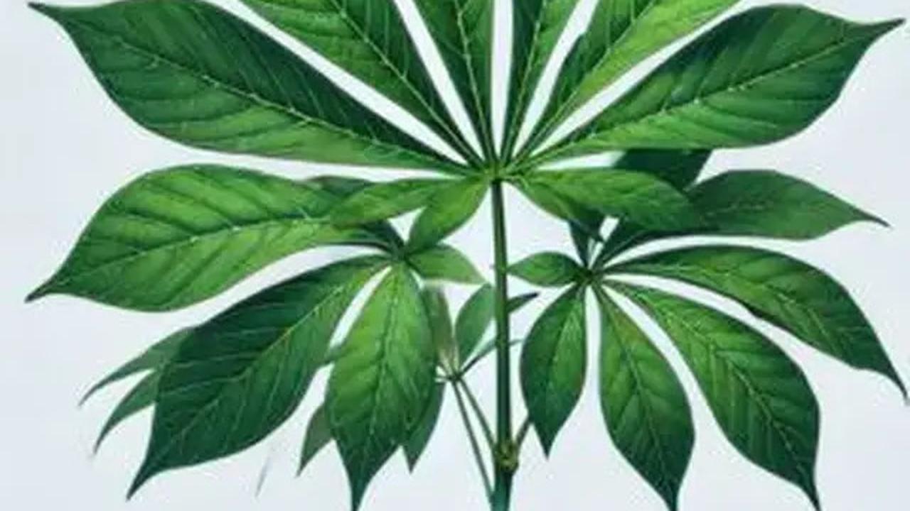 Trik Rahasia Daun Singkong Ala Restoran Padang Tetap Hijau dan Empuk