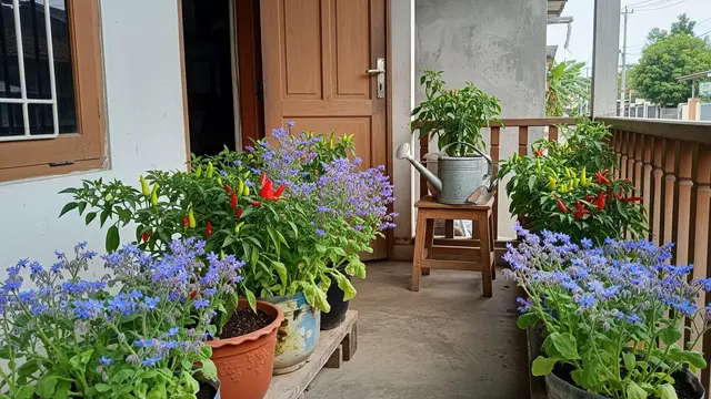 Tanaman Borage Sebagai Pendamping Cabai yang Cocok untuk Teras Rumah