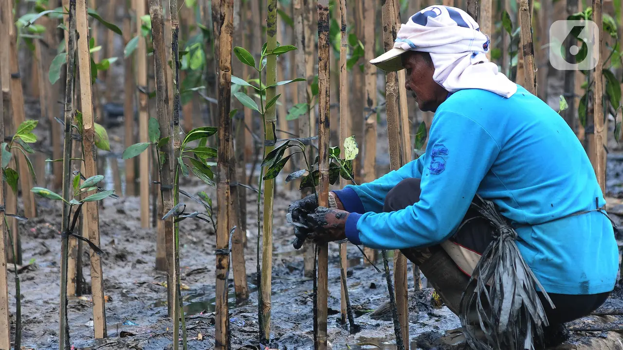 PLN Nusantara Tanam 5.000 Mangrove di Ecomarine Muara Angke