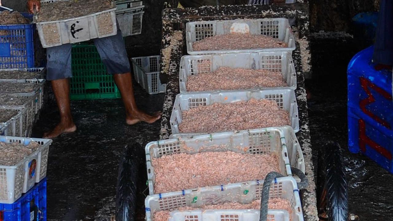 Aktivitas kesibukan pekerja saat memindahkan keranjang-keranjang berisi udang rebon yang akan diolah dalam bentuk rebon kering di kawasan Kamal.