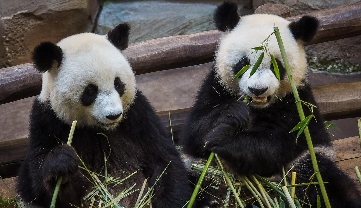 Foto Melihat Tingkah Lucu Anak Panda Di Kebun Binatang Global