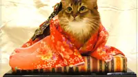 Cantiknya Kucing-kucing Ini dalam Balutan Kimono