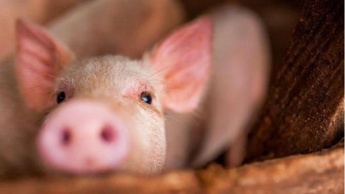 Kementan Tingkatkan Kewaspadaan Terhadap Flu Babi di Tiongkok