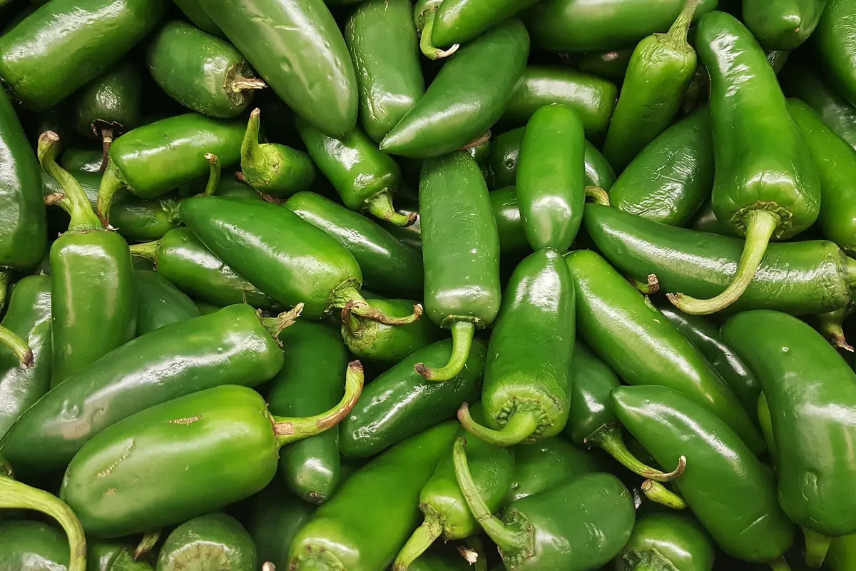 ilustrasi jalapeno