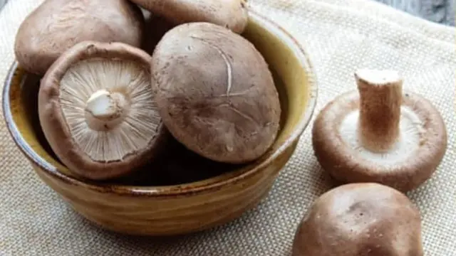 Jamur Shiitake
