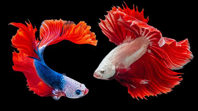 Betta Fish