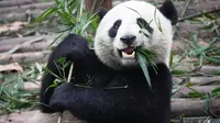 Demi Ruangan Ber-AC dan Makanan, Panda Ini 'Pura-pura Hamil'