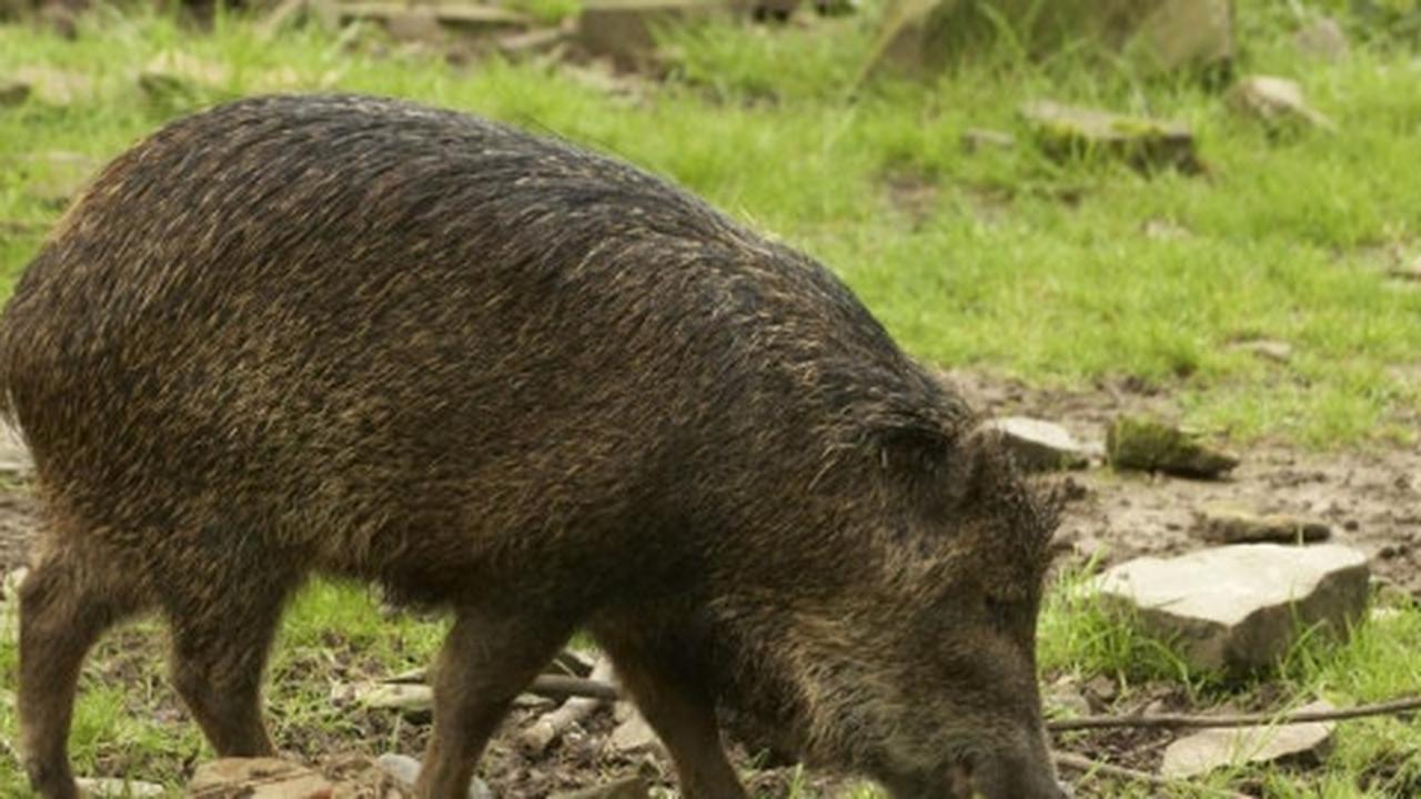 Babi ngepet hebohkan Cililitan