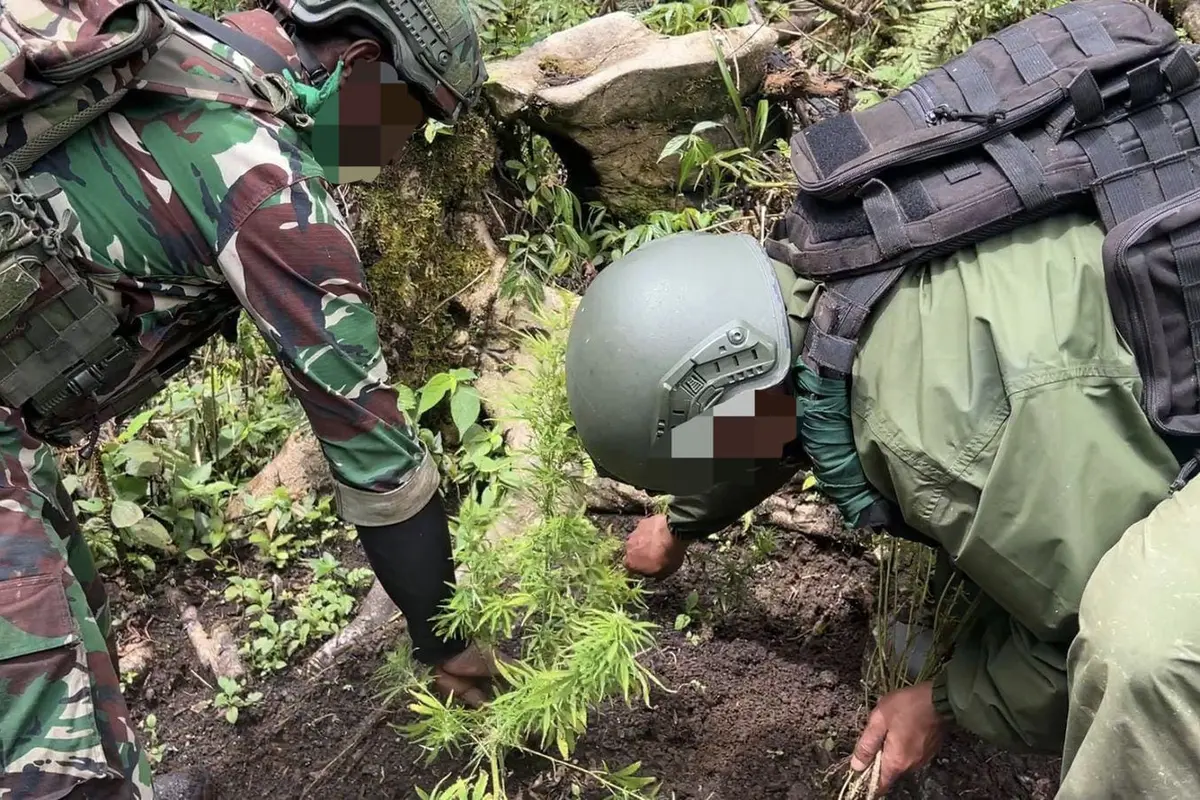 Satgas Operasi Damai Cartenz temukan ladang ganja di Pegunungan Bintang