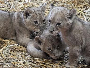 Tiga anak singa kembar Jamila, Kumani dan Malaika menikmati hari pertama mereka diperlihatkan ke publik di Kebun Binatang di Gelsenkirchen, Jerman, Senin (15/11/2021). Sang induk, Fiona melahirkan tiga anak singa itu pada 8 Oktober 2021 lalu. (AP Photo/Martin Meissner)