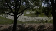 Seekor anjing berjalan di dasar laguna Coña Coña yang retak dan kering, di Cochabamba, Bolivia, Jumat (18/11/2022). Dua laguna, Coña Coña dan Alalay, berada pada level kritis karena kurangnya hujan, penumpukan bahan organik dan penguapan di tengah peningkatan suhu. (AP Photo/Juan Karita)