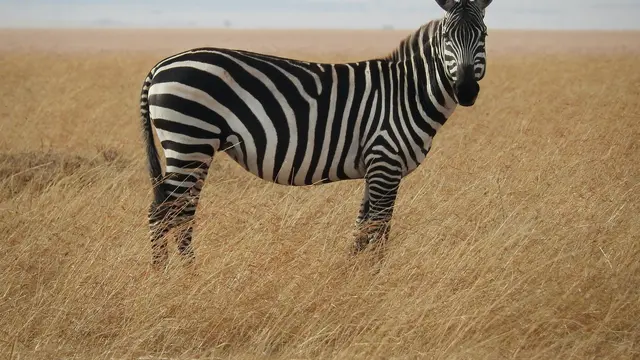 Ilustrasi hewan zebra
