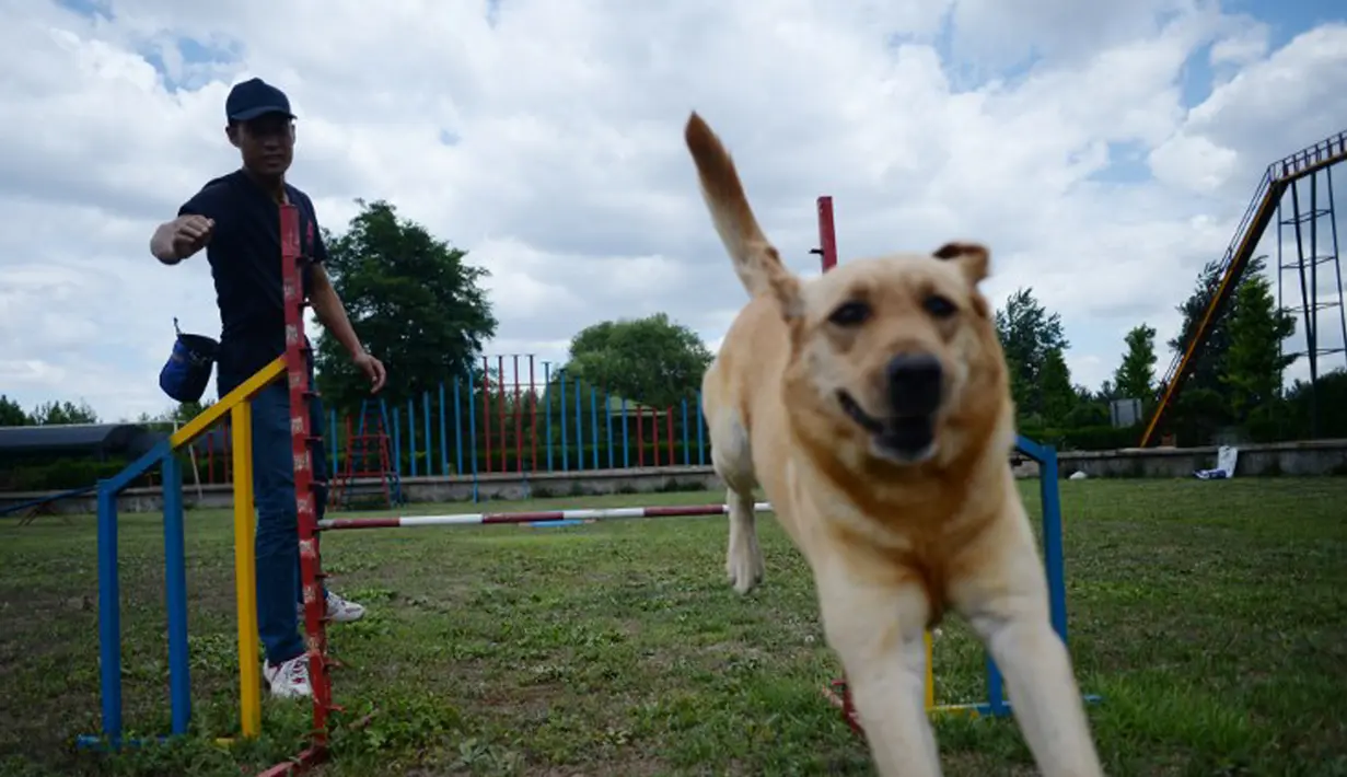 Anjing memang dikenal sebagai sahabat manusia. Hewan ini bisa membantu untuk menghilangkan depresi, sedih, dan juga stres. Dengan memelihara anjing ternyata dapat menurunkan resiko terjadinya serangan jantung dan juga darah tinggi. (AFP PHOTO/Wang Zhao)