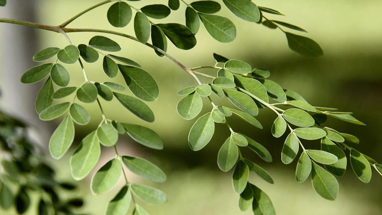 daun kelor