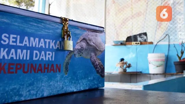 Zulkarnedi, Penyelamat Penyu Desa Pekik Nyaring Bengkulu