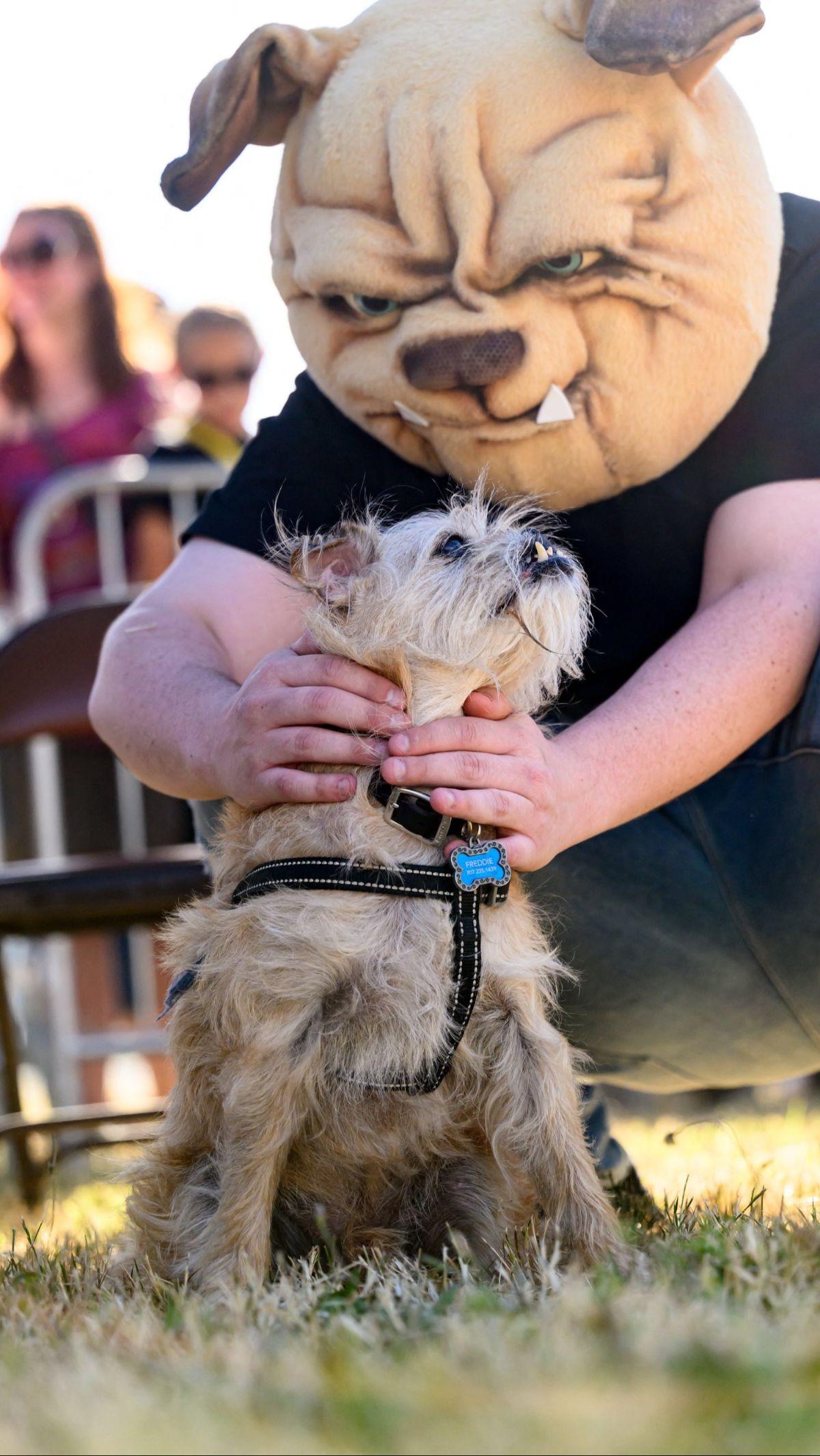 Kompetisi Anjing Paling Jelek di Dunia diadakan untuk ke-34 kalinya. Tahun ini, pemenang dianugerahi hadiah sebesar&nbsp;USD5.000, atau setara Rp82 juta.&nbsp;Foto: Josh Edelson/AFP