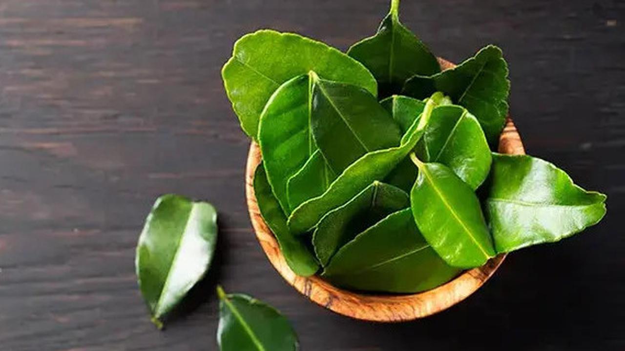Rahasia Daun Jeruk Tetap Hijau Hingga Tiga Bulan, Cukup Ikuti Langkah Ini