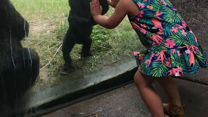 [Bintang] Bayi Gorila dan Balita