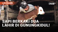 Geger! Kelahiran Anak Sapi Berkaki Dua di Gunungkidul!