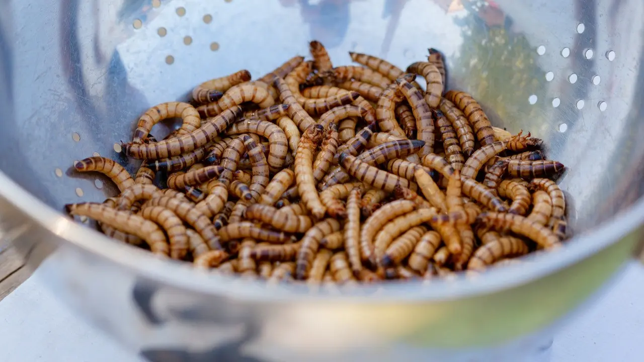 ilustrasi larva