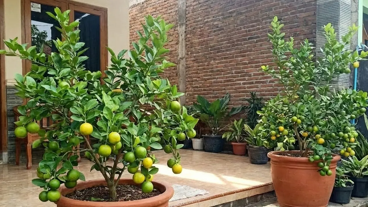 Desain Kebun Buah di Pot Tanpa Halaman