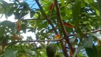 5 Cara Menanam Nangka Belanda di Halaman Rumah Ala Petani Pensiun, Cepat Berbuah dan Subur